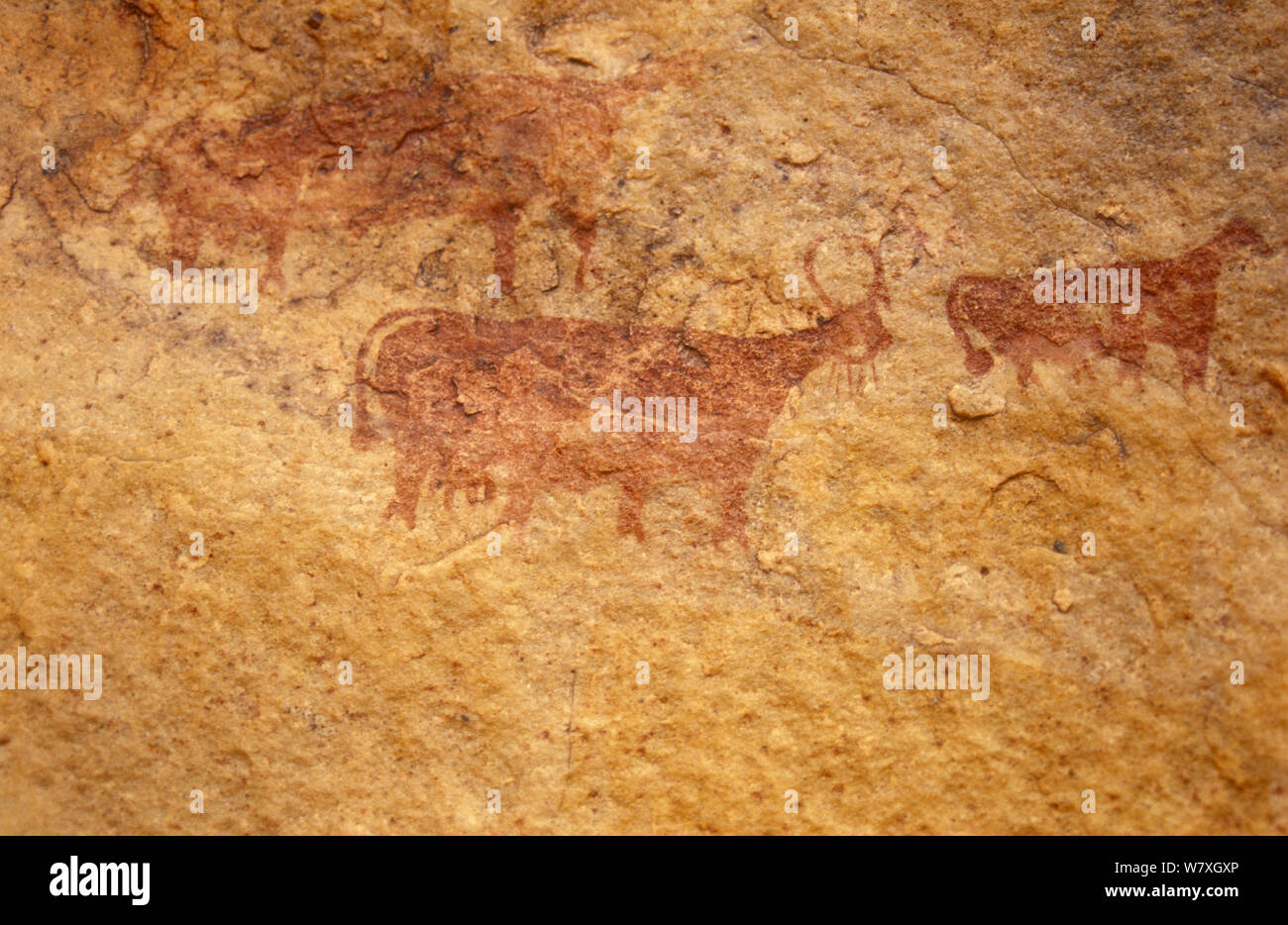 Antico dipinto di roccia del bestiame, Guilemsi, centrale la Mauritania, 2004. Foto Stock