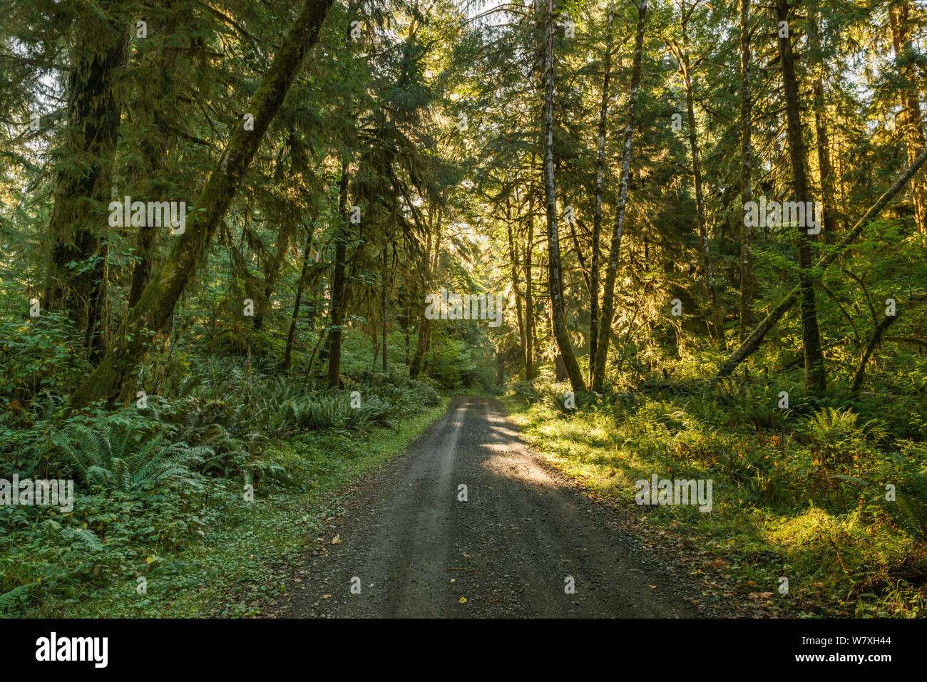 Queets River Road nella foresta pluviale temperata, Queets Valley, il Parco Nazionale di Olympic, nello stato di Washington, USA Foto Stock