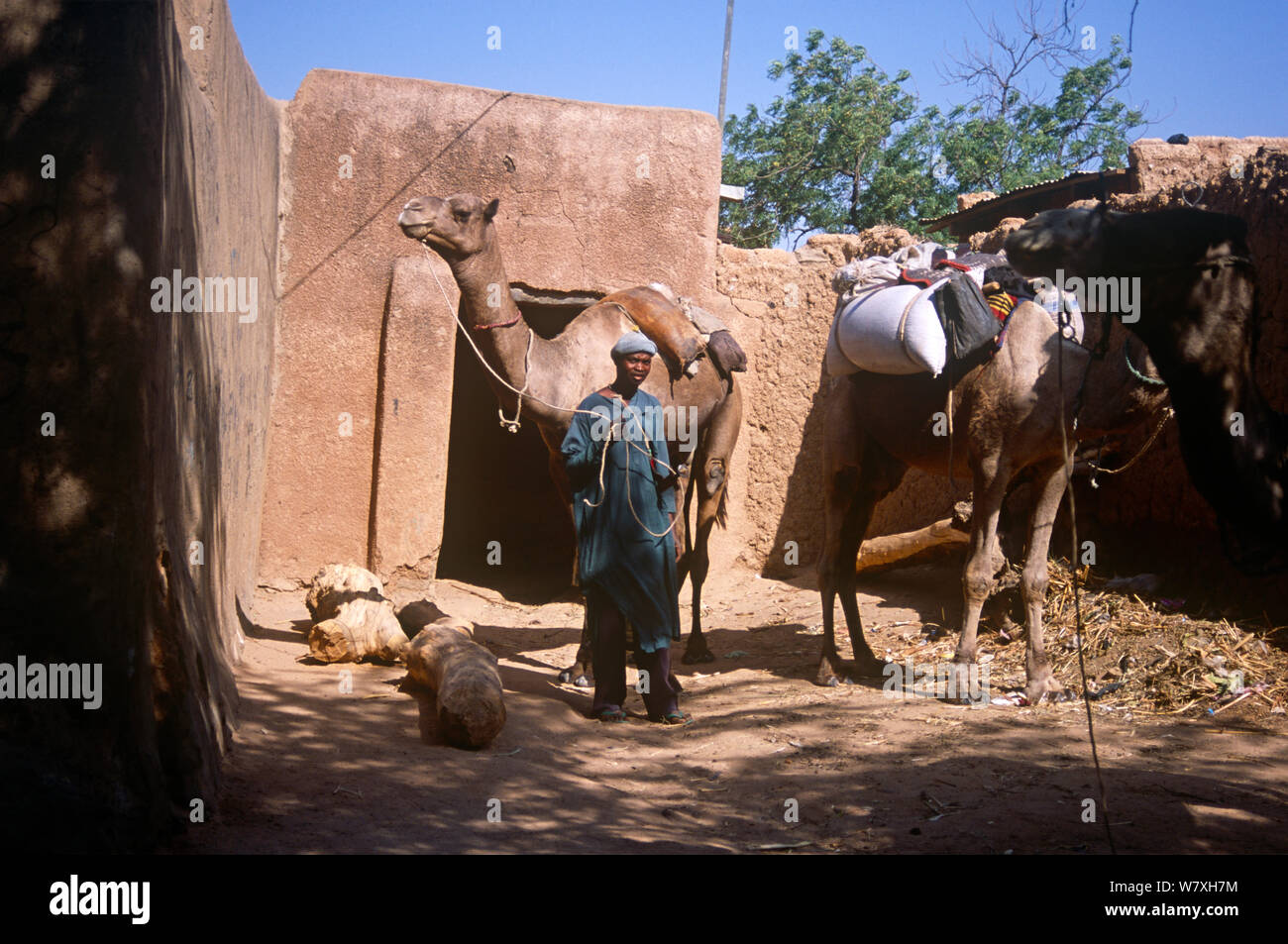 Hausa commerciante consegna delle merci dal cammello, Mirriah, sud del Niger, 2005. Foto Stock