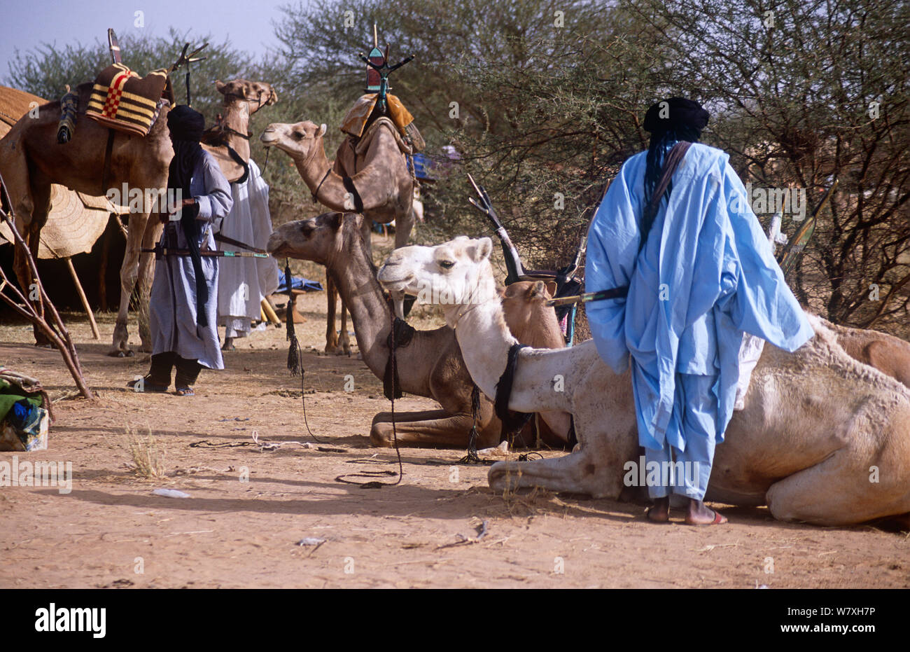 Peul / Fula persone con cammelli, Ngarawal Fuduk, nei pressi di Agadez, Niger 2005. Foto Stock