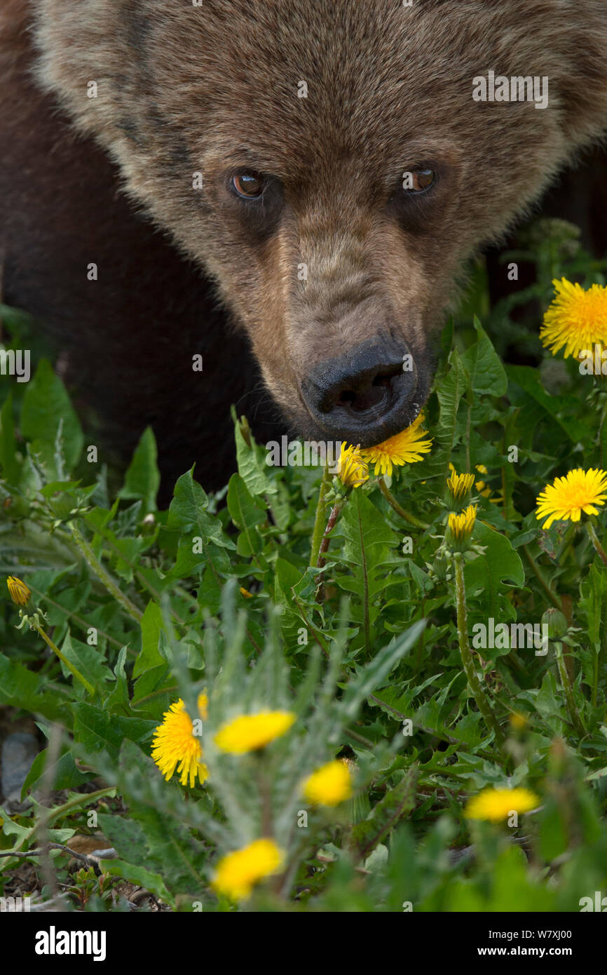 Giovane femmina orso grizzly (Ursus arctos horribilis) alimentazione sui denti di leoni, il Parco Nazionale di Banff, Alberta, Canada, America del Nord Foto Stock