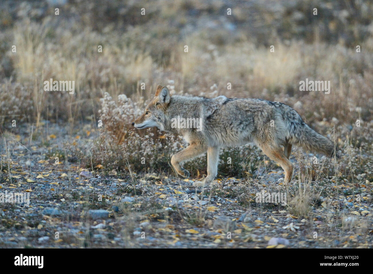 Coyote (Canis latrans) passeggiate, Grand Teton National Park, Wyoming USA Foto Stock