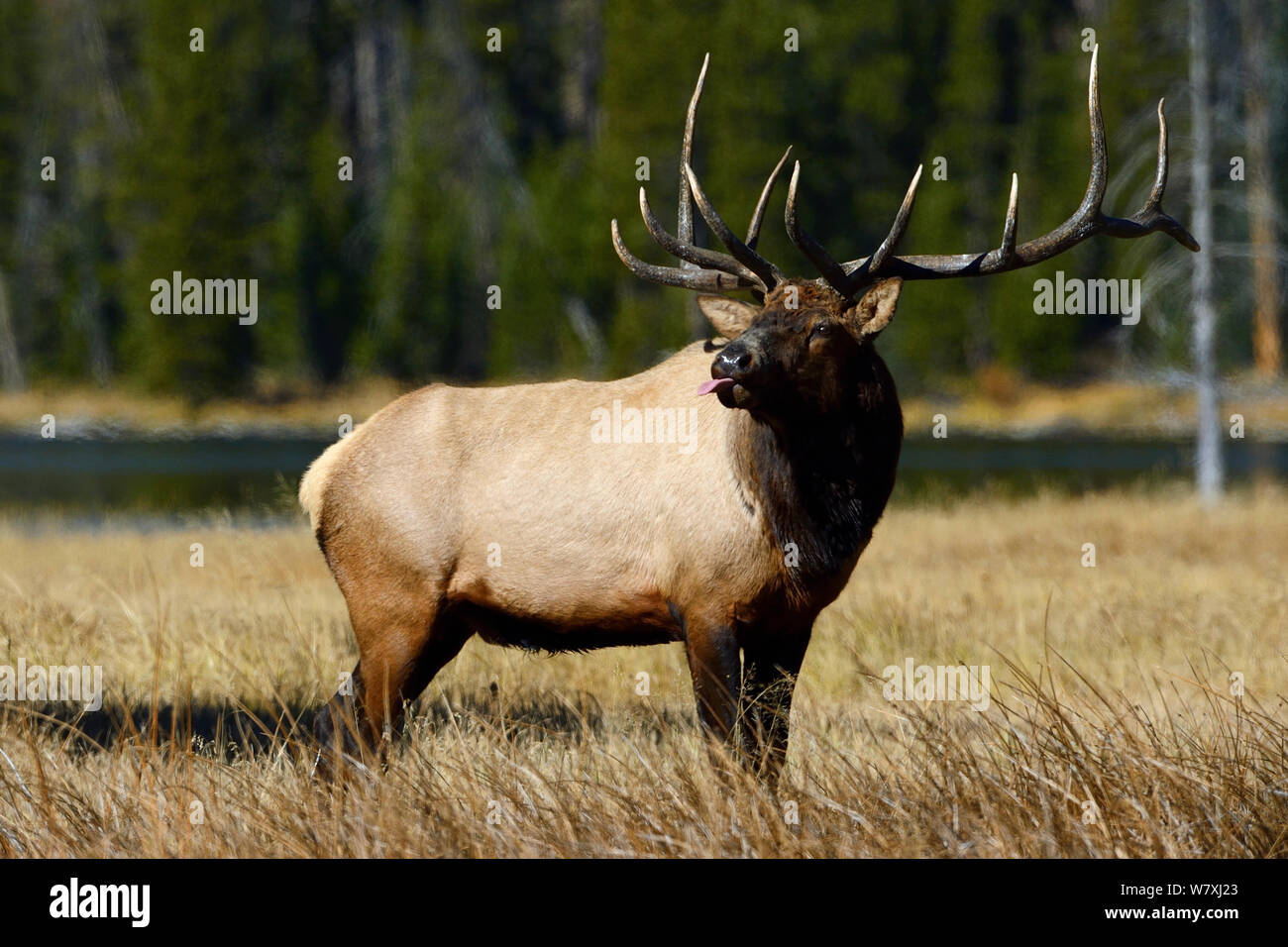 American elk (Cervus elaphus canadensis) feste di addio al celibato con la lingua fuori, il Parco Nazionale di Yellowstone, Wyoming USA Foto Stock