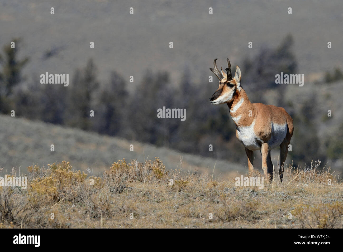 Pronghorn antelope (Antilocapra americana) il Parco Nazionale di Yellowstone, Wyoming USA, ottobre. Foto Stock