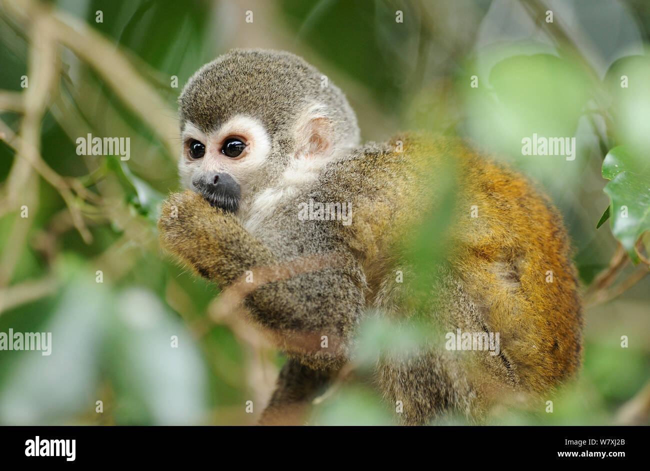 Scimmia di scoiattolo (Saimiri sciureus) alimentazione, Napo wildlife lodge, Amazonas, Ecuador, Sud America, Aprile. Foto Stock