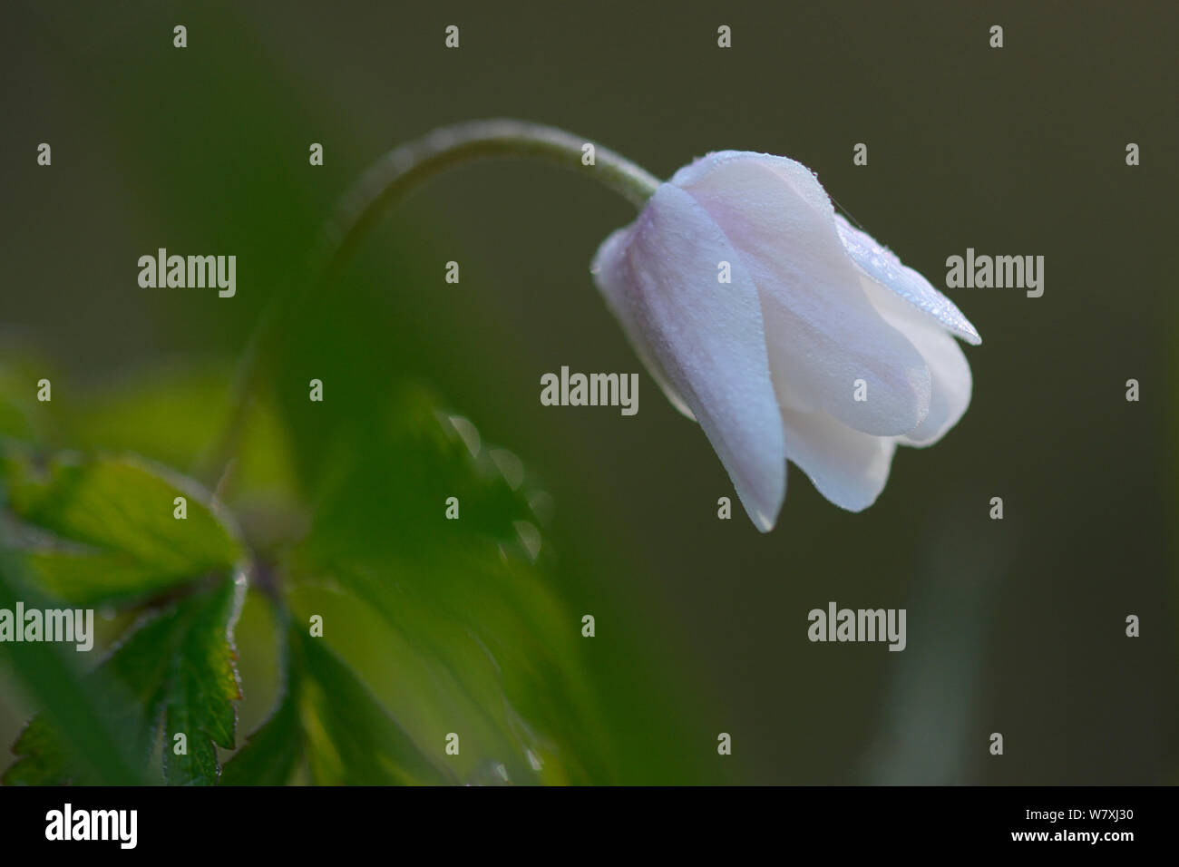 Legno (anemone Anemone nemorosa ,) Vosges, Francia, Marzo. Foto Stock