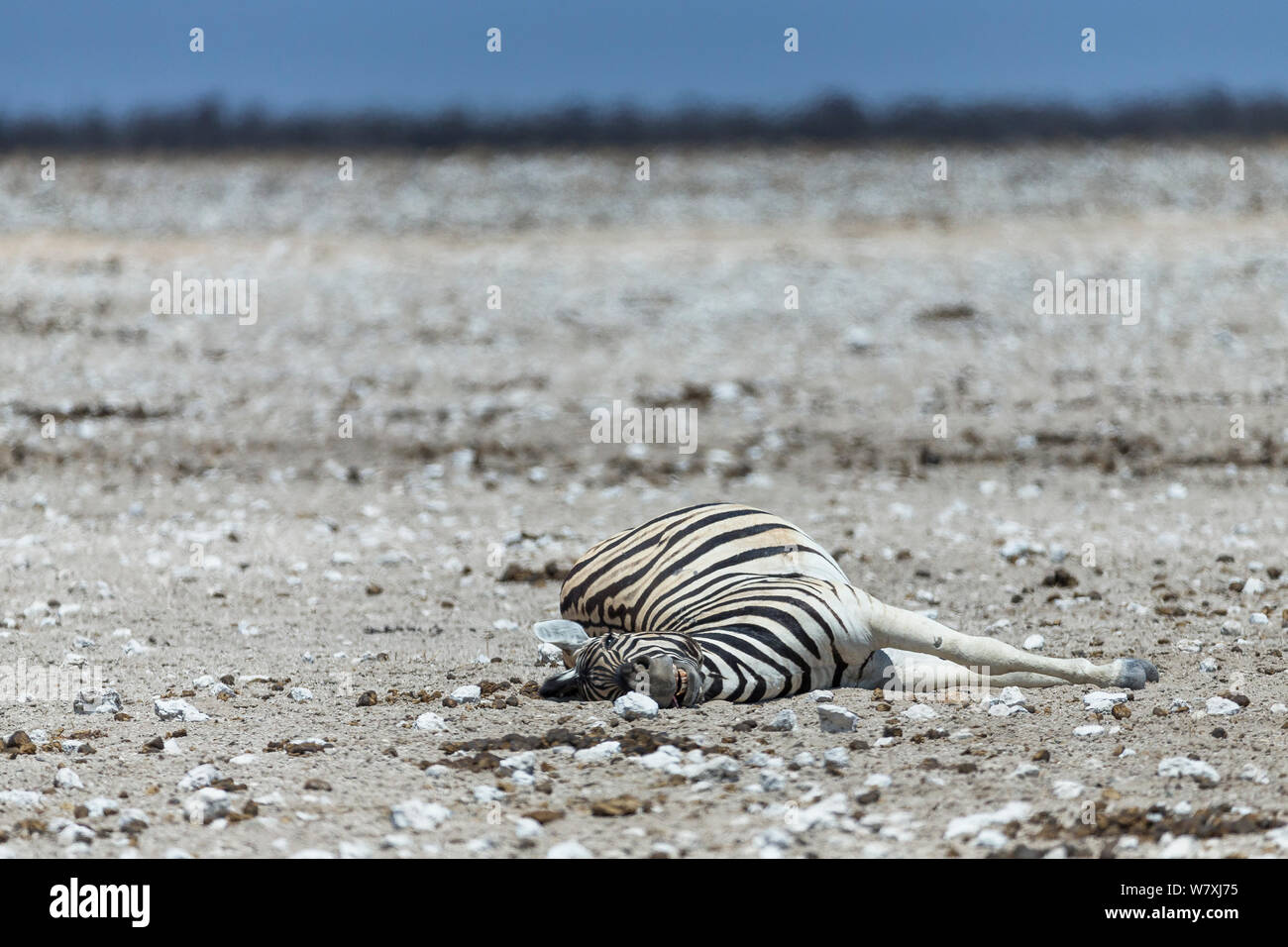 Morto Burchell incinta&#39;s zebra (Equus quagga burchellii), morì a causa di complicazioni durante il parto, il Parco Nazionale di Etosha, Namibia. Foto Stock