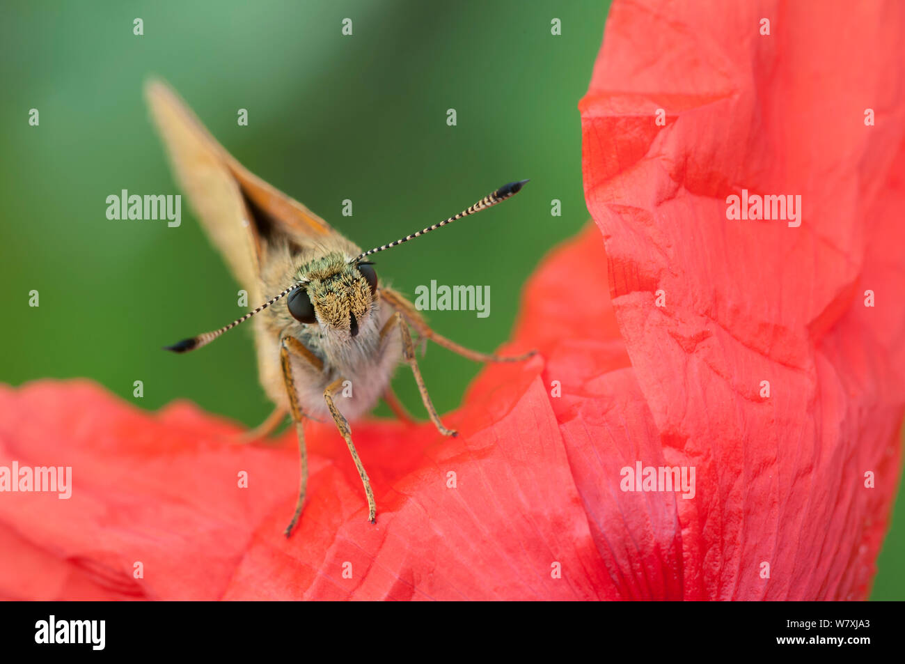 Grande skipper (Ochlodes venatus) sul papavero (Papaver rhoeas) Peerdsbos, Brasschaat, Belgio, Luglio. Foto Stock