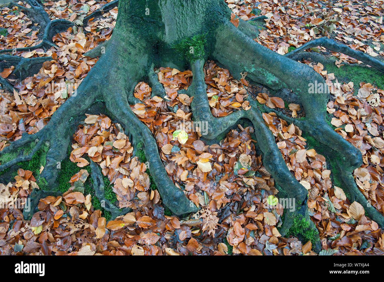 Faggio (Fagus sylvatica) radici e foglie cadute, Peerdsbos, Brasschaat, Belgio, Novembre. Foto Stock