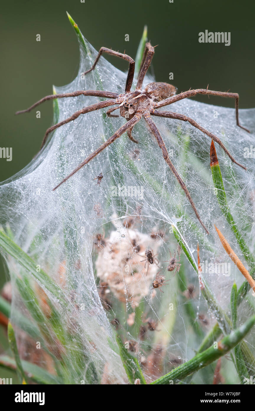 Vivaio-web spider (Pisaura mirabilis) femmina guardia nido con giovani ragni all'interno, Groot Schietveld, Wuustwezel Belgio, Luglio. Foto Stock