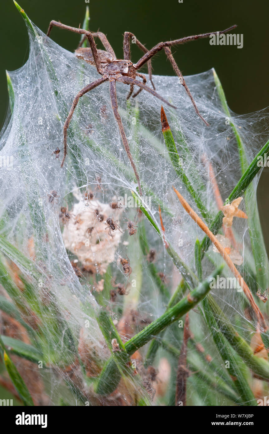 Vivaio-web spider (Pisaura mirabilis) femmina guardia nido con giovani ragni all'interno, Groot Schietveld, Wuustwezel Belgio, Luglio. Foto Stock