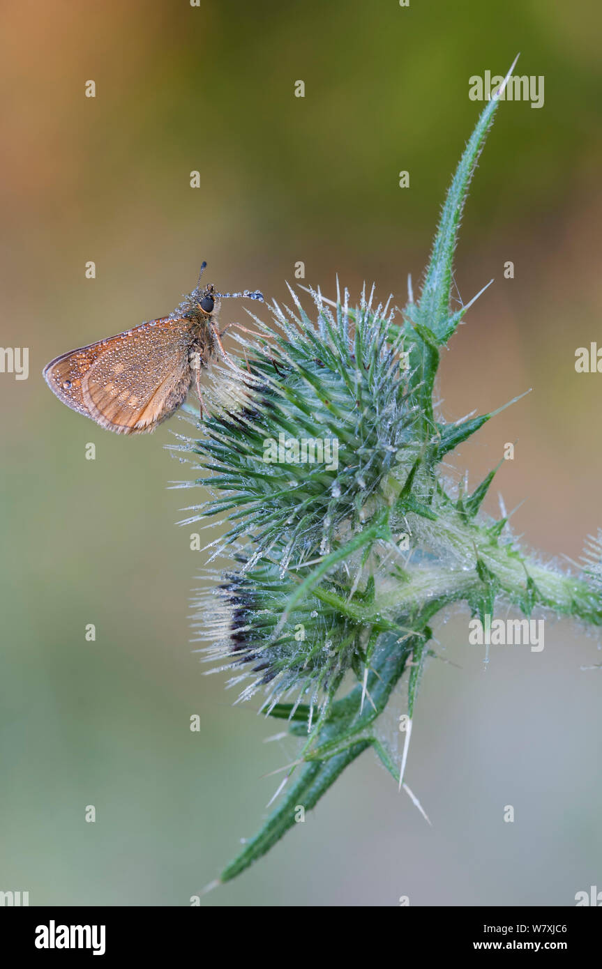 Grande skipper (Ochlodes venatus) su thistle, Klein Schietveld, Brasschaat, Belgio, Luglio. Foto Stock