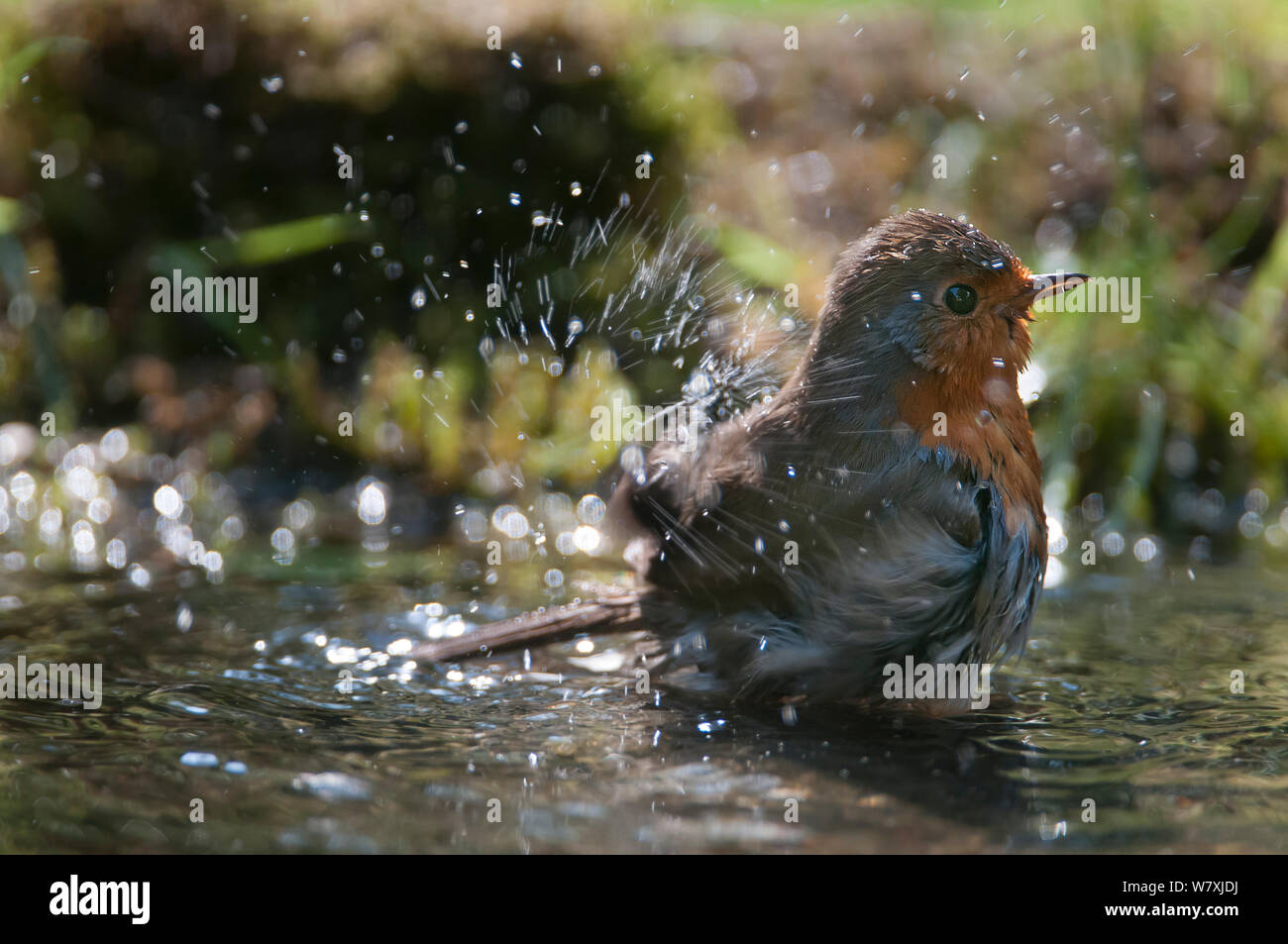 Robin (Erithacus rubecula) balneazione, Brasschaat, Belgio, maggio. Foto Stock