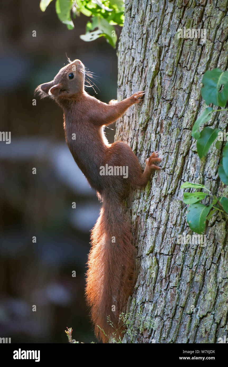 Red scoiattolo (Sciurus vulgaris) sul tronco di albero, Brasschaat, Belgio, Giugno. Foto Stock