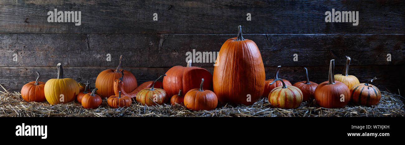 Zucche di Halloween nel vecchio fienile Foto Stock