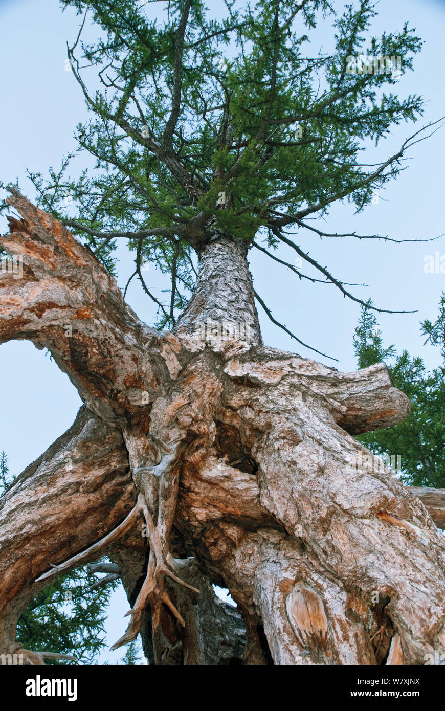 Larice siberiano / Russo larice (Larix sibirica) Lago Baikal, Siberia, Russia, Agosto 2008. Foto Stock