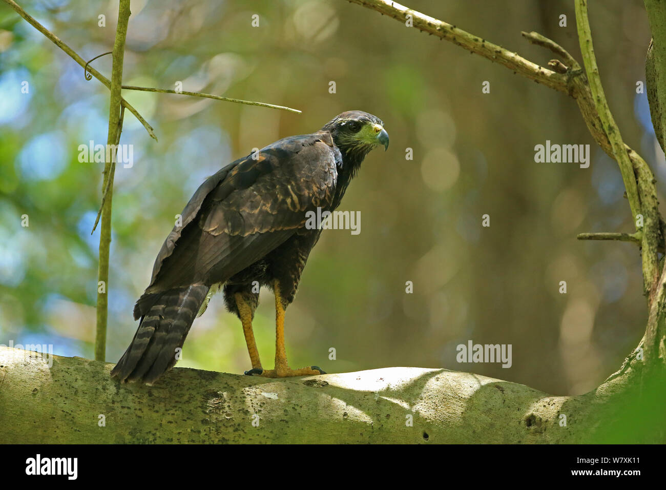 Grande Black Hawk (Buteogallus urubitinga) arroccato, Trinidad e Tobago. Foto Stock