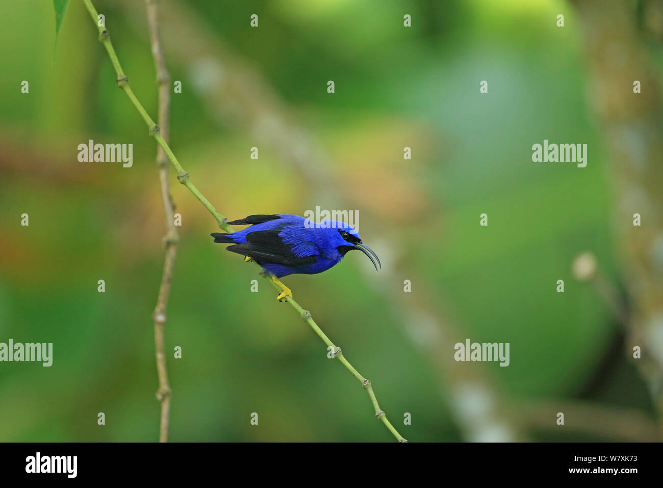 Viola (honeycreeper Cyanerpes caeruleus) arroccato, Trinidad e Tobago. Foto Stock