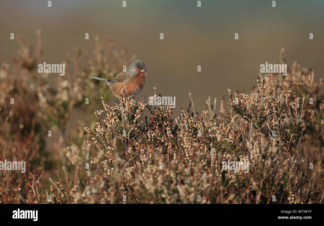 Dartford trillo (Sylvia undata) arroccato, Suffolk, Regno Unito, Marzo. Foto Stock