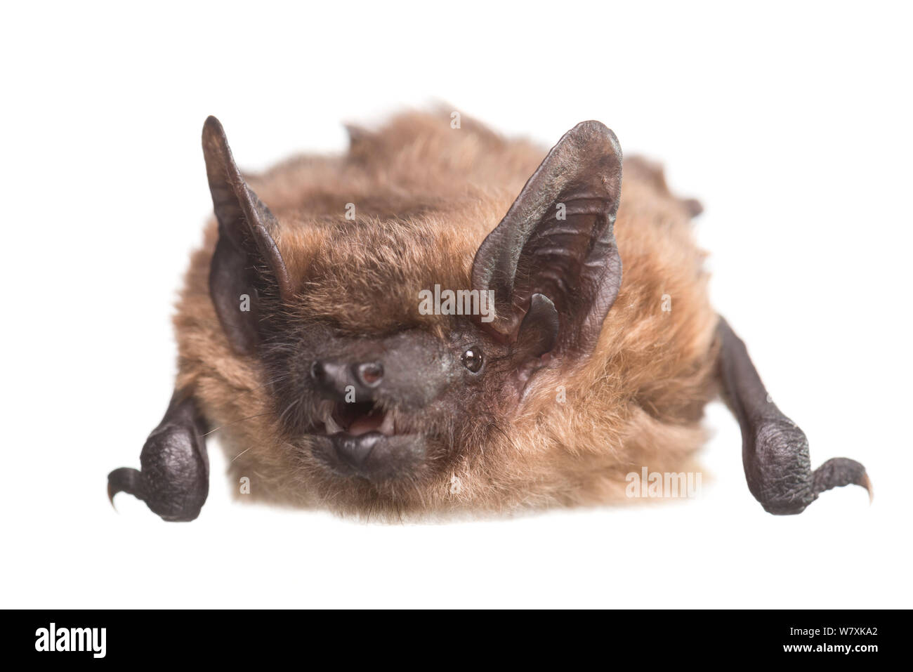 Subedema bat (Eptesicus serotinus) femmina, Paesi Bassi può. Progetto Meetyourneighbors.net Foto Stock