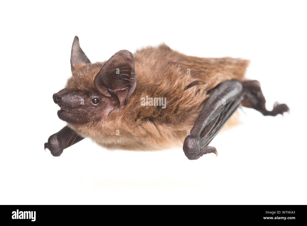 Subedema bat (Eptesicus serotinus) femmina, Paesi Bassi può. Progetto Meetyourneighbors.net Foto Stock