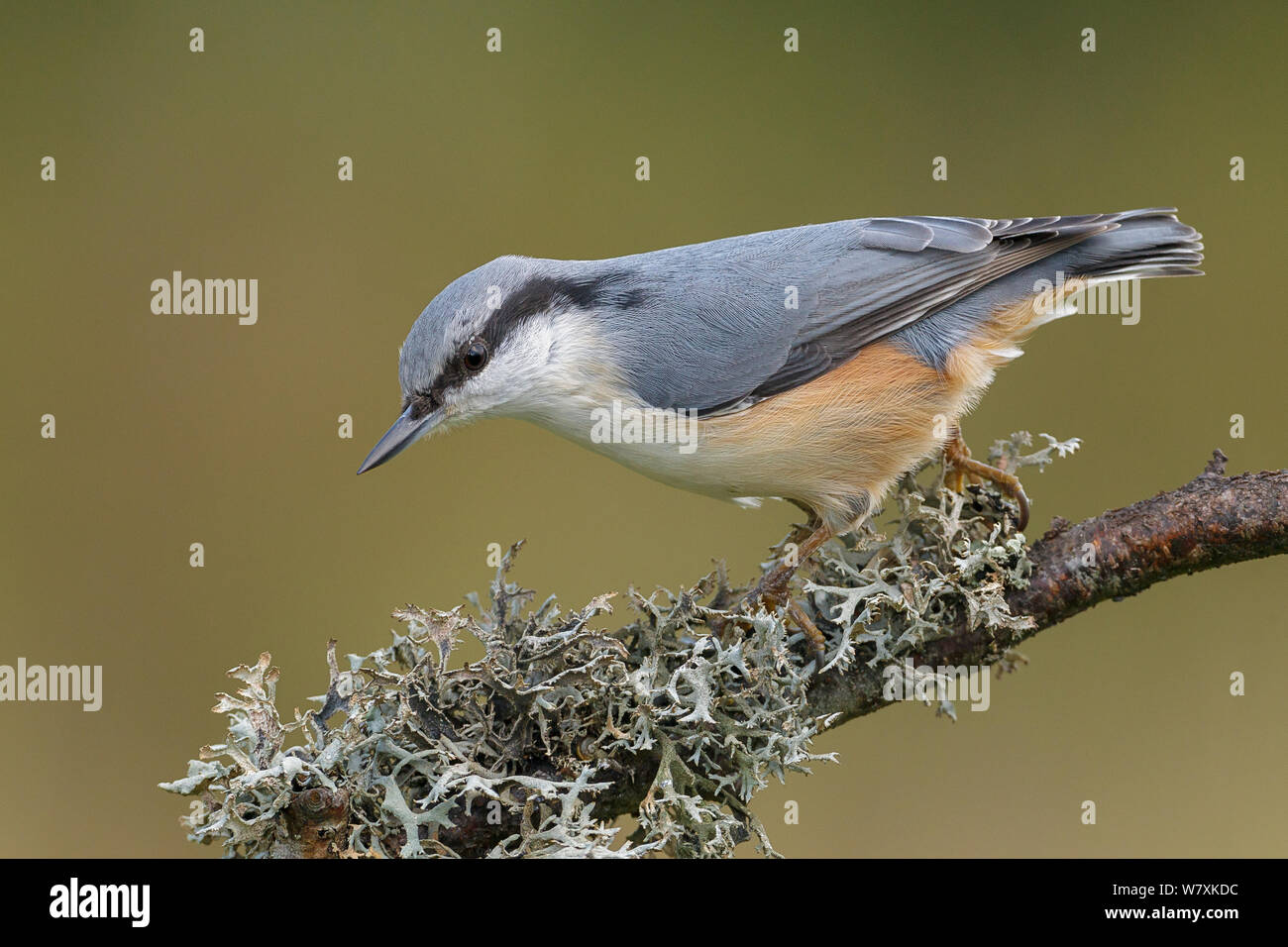 Unione picchio muratore {Sitta europaea} arroccato su un lichene coperto il ramo alla ricerca di cibo. La Norvegia meridionale. Settembre. Foto Stock