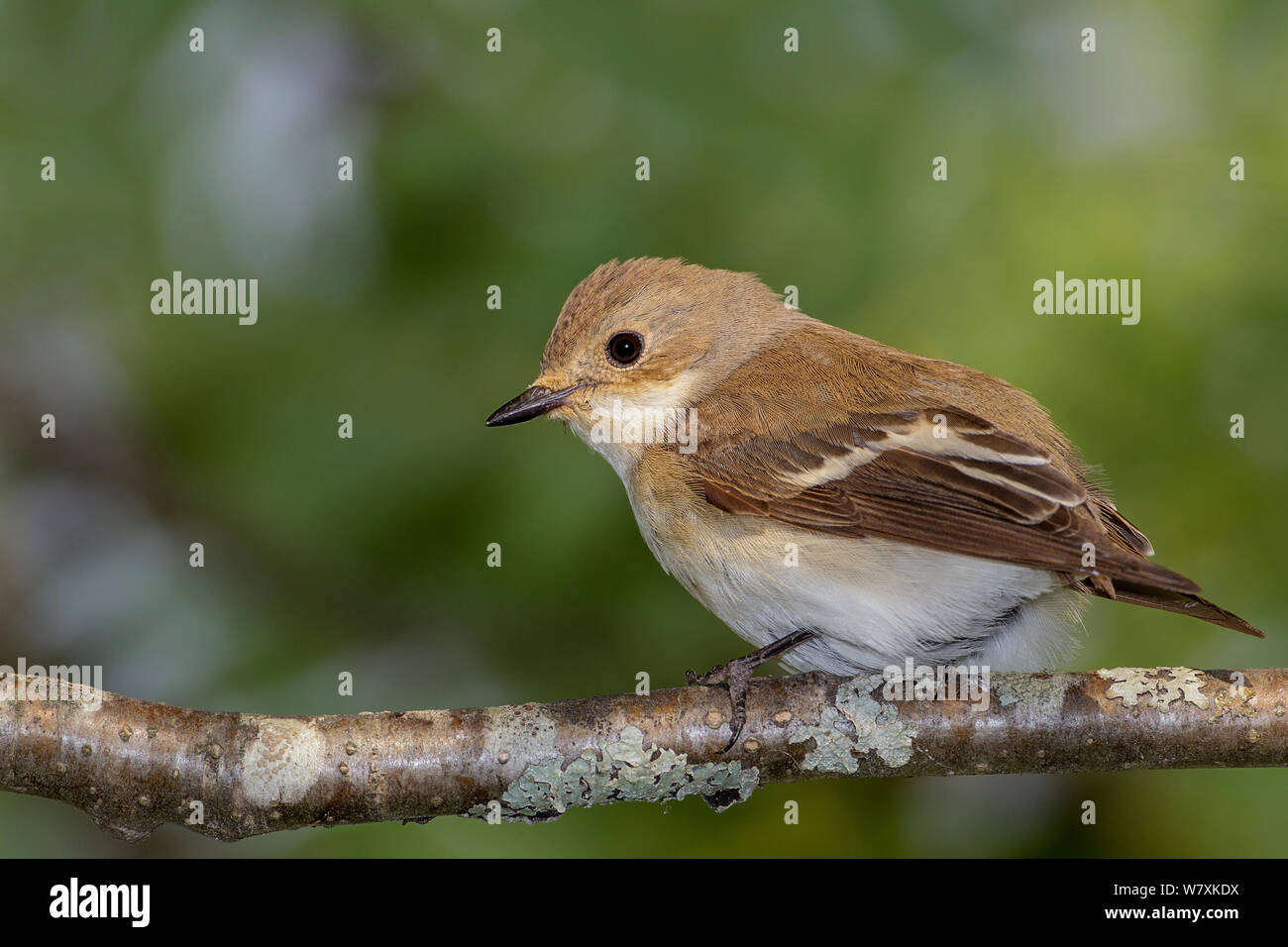 Unione Pied flycatcher (Ficedula hypoleuca) femmina appollaiato sul ramo nella struttura ad albero. La Norvegia meridionale. Giugno. Foto Stock