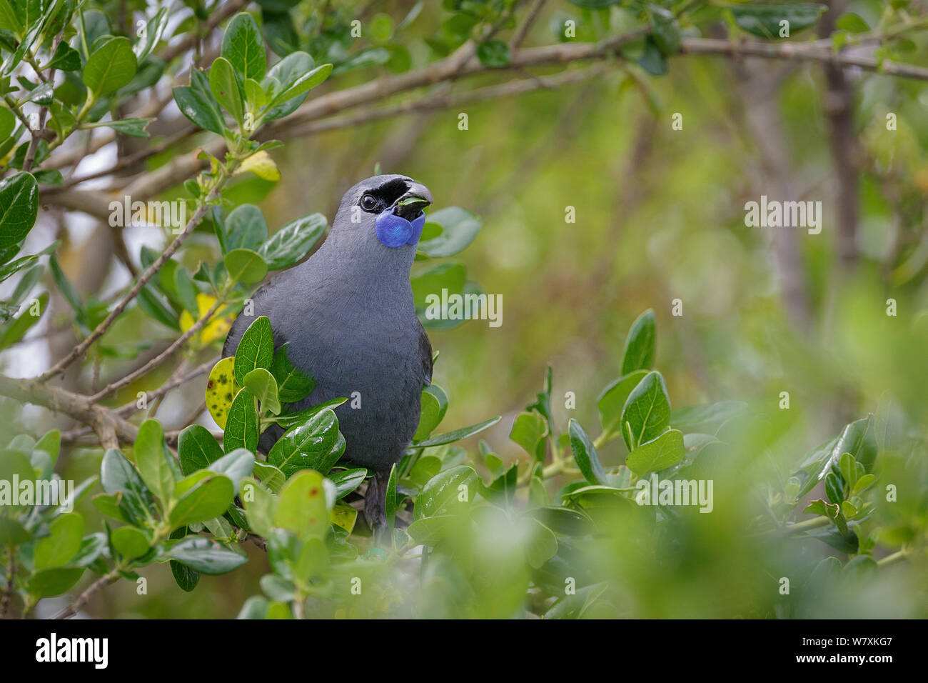 North Island Kokako (Callaeas wilsoni) arroccato nella struttura ad albero (Coprosma specie), che mostra il blu di diagnosi carnosi bargigli. Tiritiri Matangi Island, Auckland, Nuova Zelanda. Settembre. Specie in via di estinzione. Foto Stock