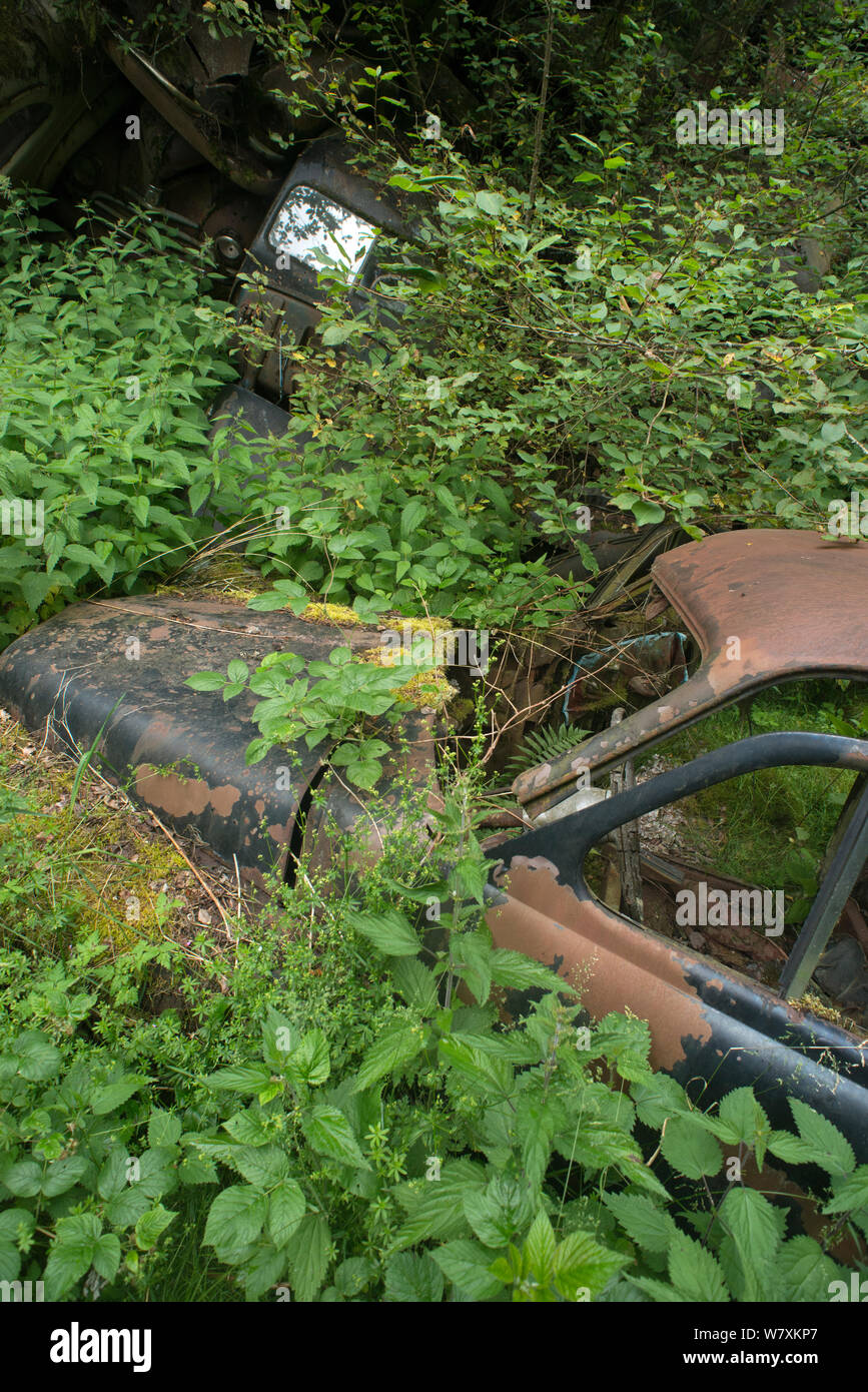 Arrugginimento auto ricoperta con piante, auto Bastnas cimitero, Varmland, Svezia, giugno. Foto Stock