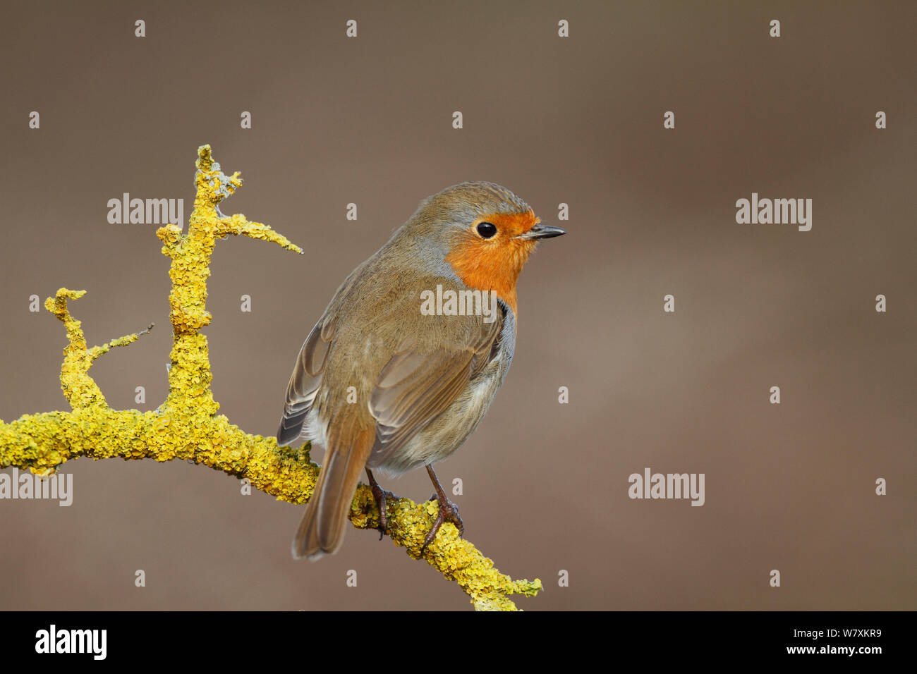 Robin (Erithacus rubecula) appollaiato sul ramo. Warwickshire, Regno Unito, febbraio. Foto Stock Robin (Erithacus rubecula) appollaiato sul ramo. Warwickshire, Regno Unito, febbraio. Foto Stock