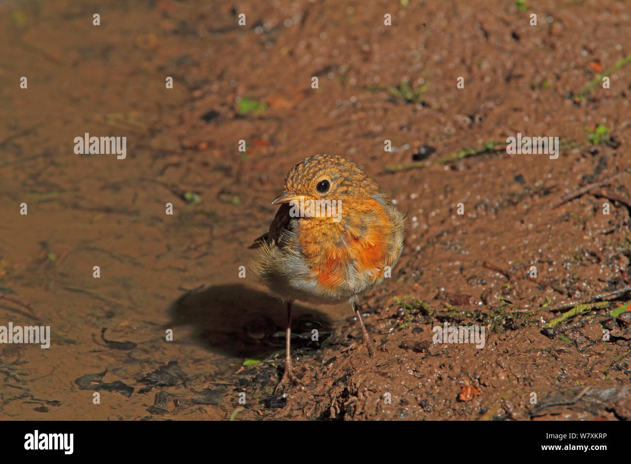 Robin (Erithacus rubecula) capretti permanente al bordo della piscina, Warwickshire, Regno Unito, Luglio. Foto Stock