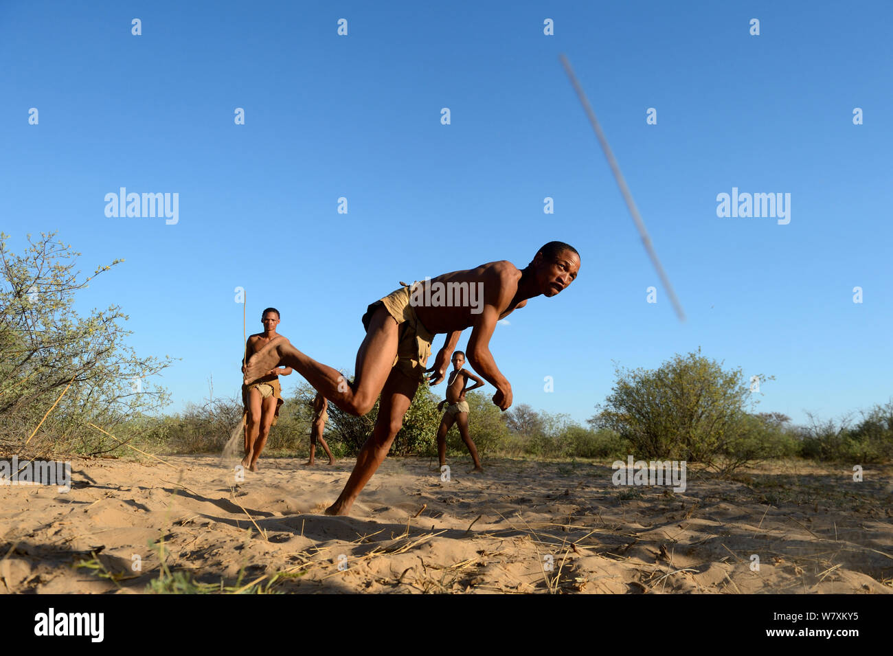 Naro Boscimani San gioco di bastoni di lancio, il Kalahari, Ghanzi regione, Botswana, Africa. La stagione secca, ottobre 2014. Foto Stock