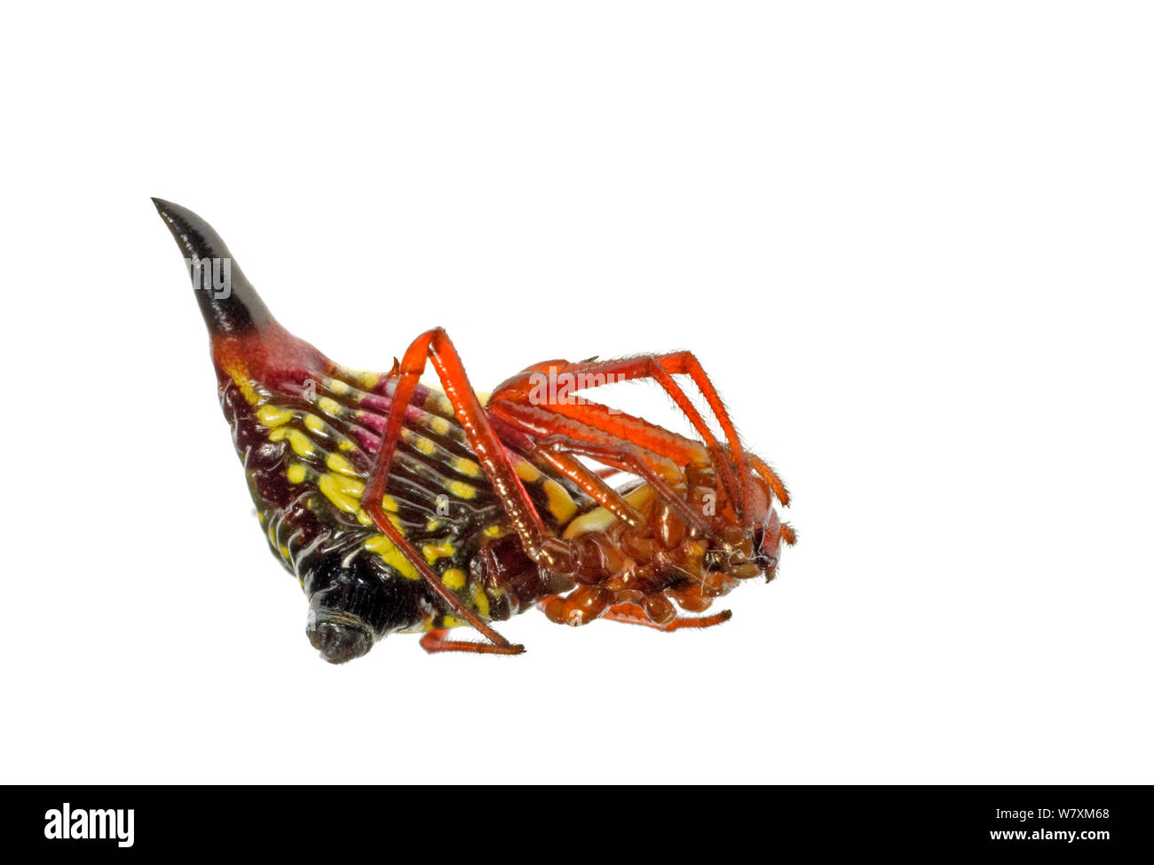 Arrowshaped Micrathena (Micrathena sagittata) Southern Appalachians, Carolina del Sud degli Stati Uniti. Progetto Meetyourneighbors.net Foto Stock