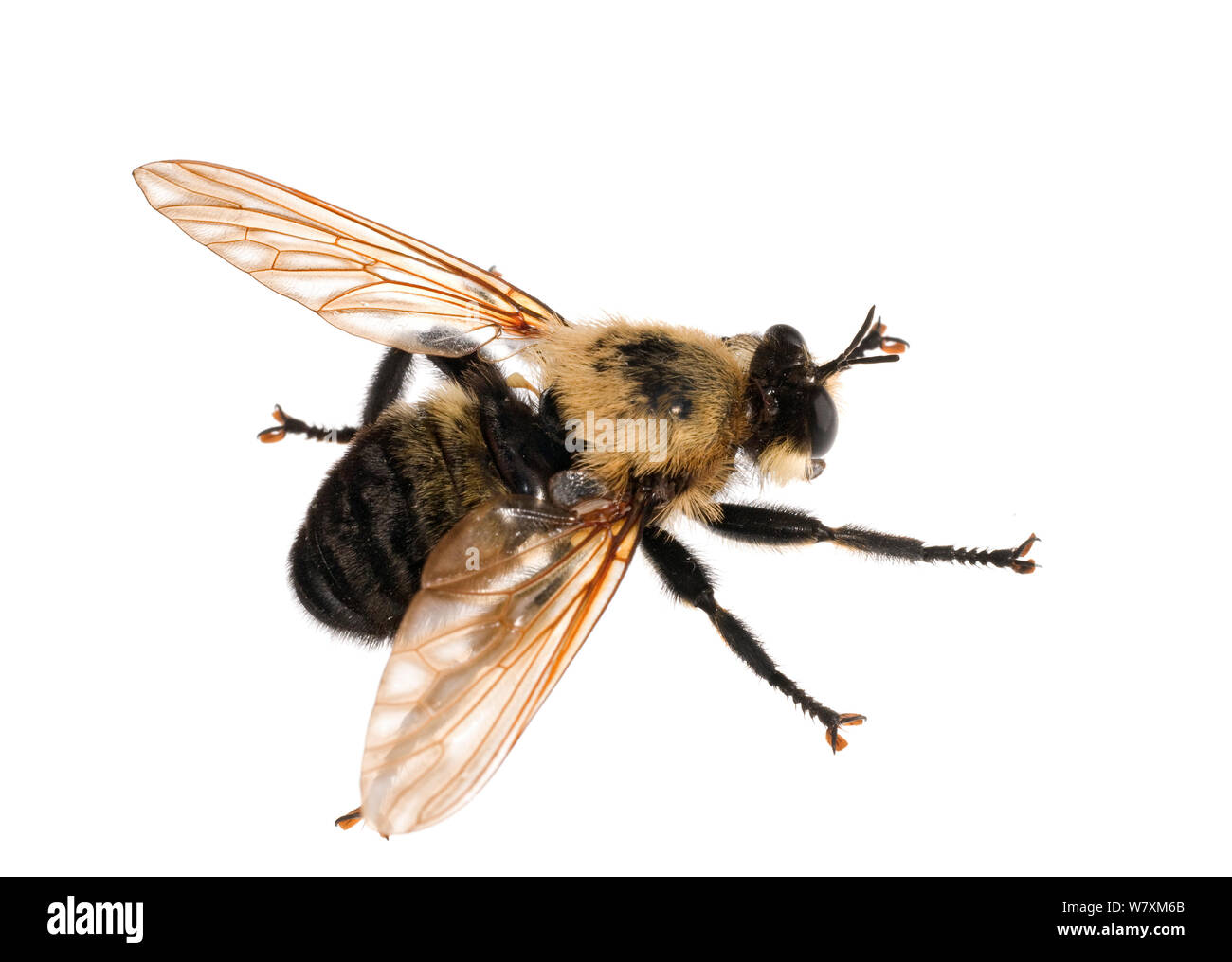 Robber Fly (Mallophora fautrix) Southern Appalachians, Carolina del Sud, Stati Uniti, Luglio. Progetto Meetyourneighbors.net Foto Stock
