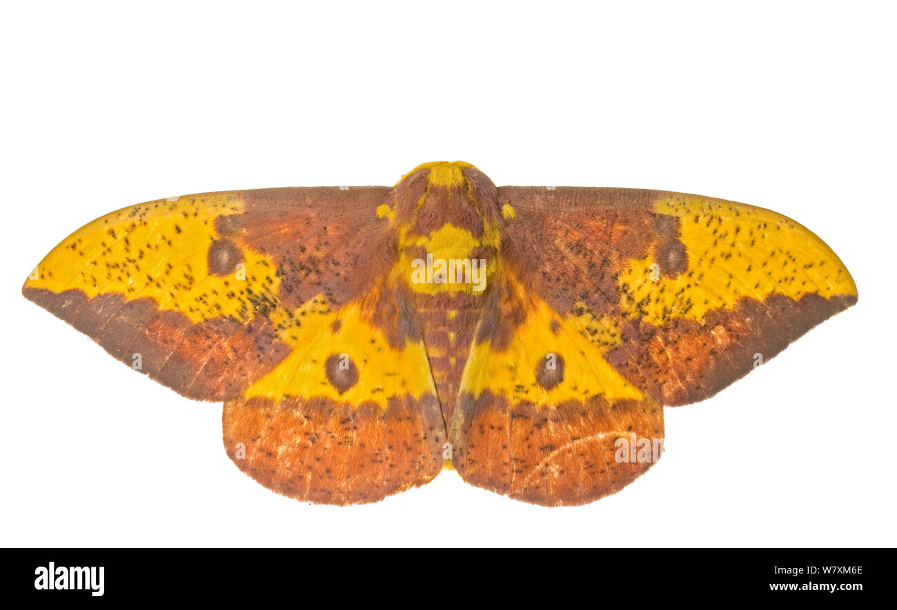 Imperial Moth (Eacles imperialis) Southern Appalachians, Carolina del Sud, Stati Uniti, Giugno. Progetto Meetyourneighbors.net Foto Stock