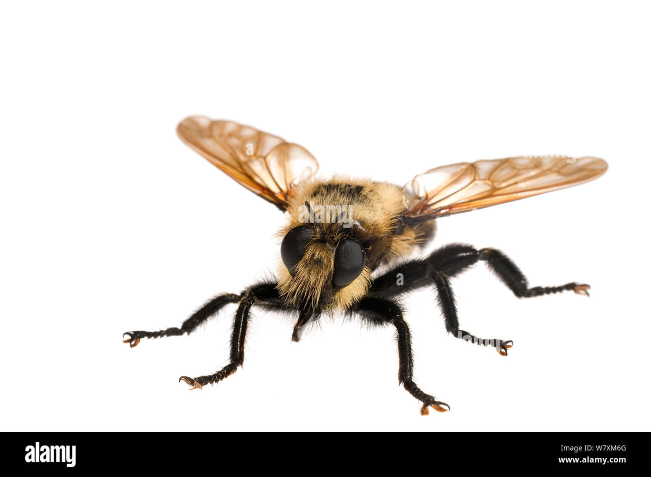 Robber Fly (Mallophora fautrix) Southern Appalachians, Carolina del Sud, Stati Uniti, Luglio. Progetto Meetyourneighbors.net Foto Stock