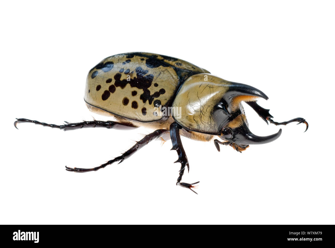 Eastern Hercules Beetle (Dynastes tityus) Southern Appalachians, Carolina del Sud, Stati Uniti, Giugno. Progetto Meetyourneighbors.net Foto Stock