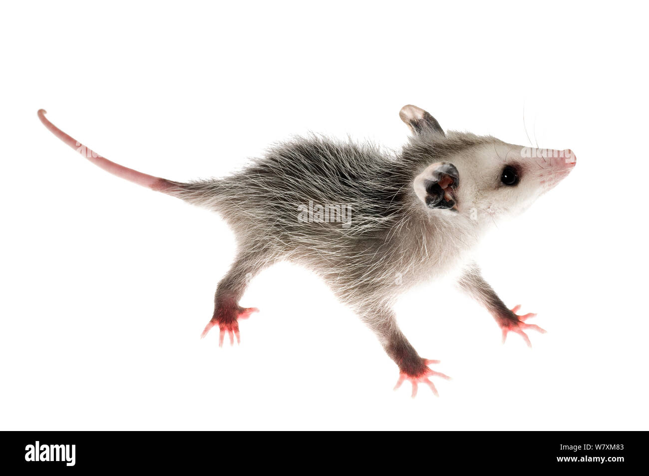 Virginia opposum Didelphis (Virginia) orfano in riabilitazione, Southern Appalachians, Carolina del Sud, Stati Uniti, Aprile. Progetto Meetyourneighbors.net Foto Stock