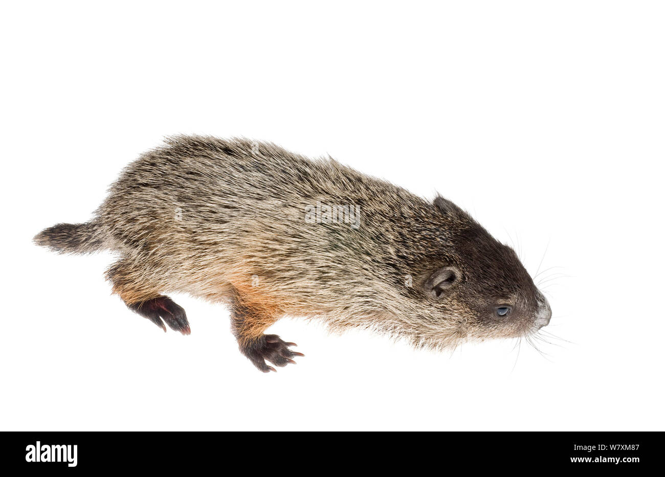 Marmotta (Marmota monax) orfano in riabilitazione, Southern Appalachians, Carolina del Sud, Stati Uniti, Aprile. Progetto Meetyourneighbors.net Foto Stock