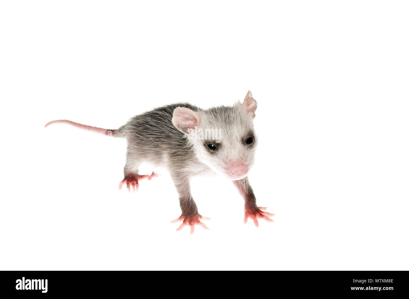 Virginia opposum Didelphis (Virginia) orfano in riabilitazione, Southern Appalachians, Carolina del Sud, Stati Uniti, Aprile. Progetto Meetyourneighbors.net Foto Stock