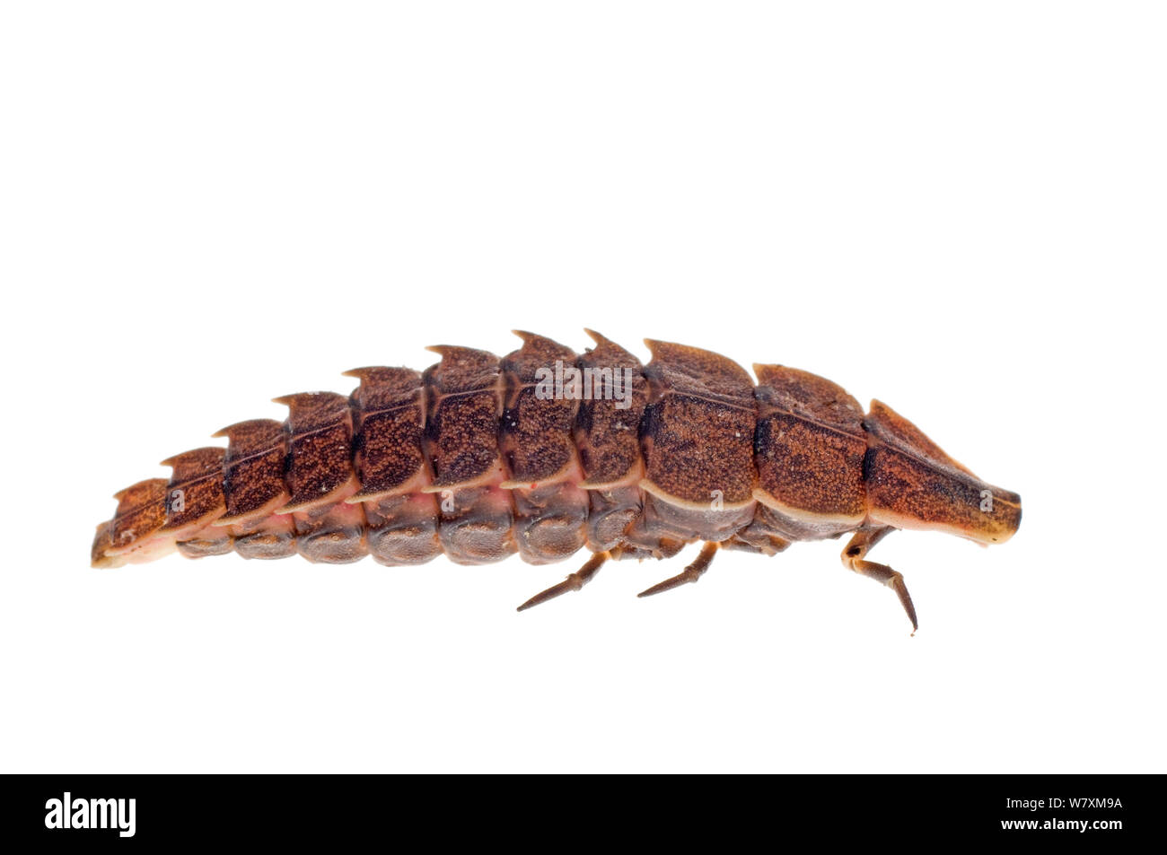 La lucciola (Photinus) larve, Southern Appalachians, Carolina del Sud, Stati Uniti, febbraio. Progetto Meetyourneighbors.net Foto Stock