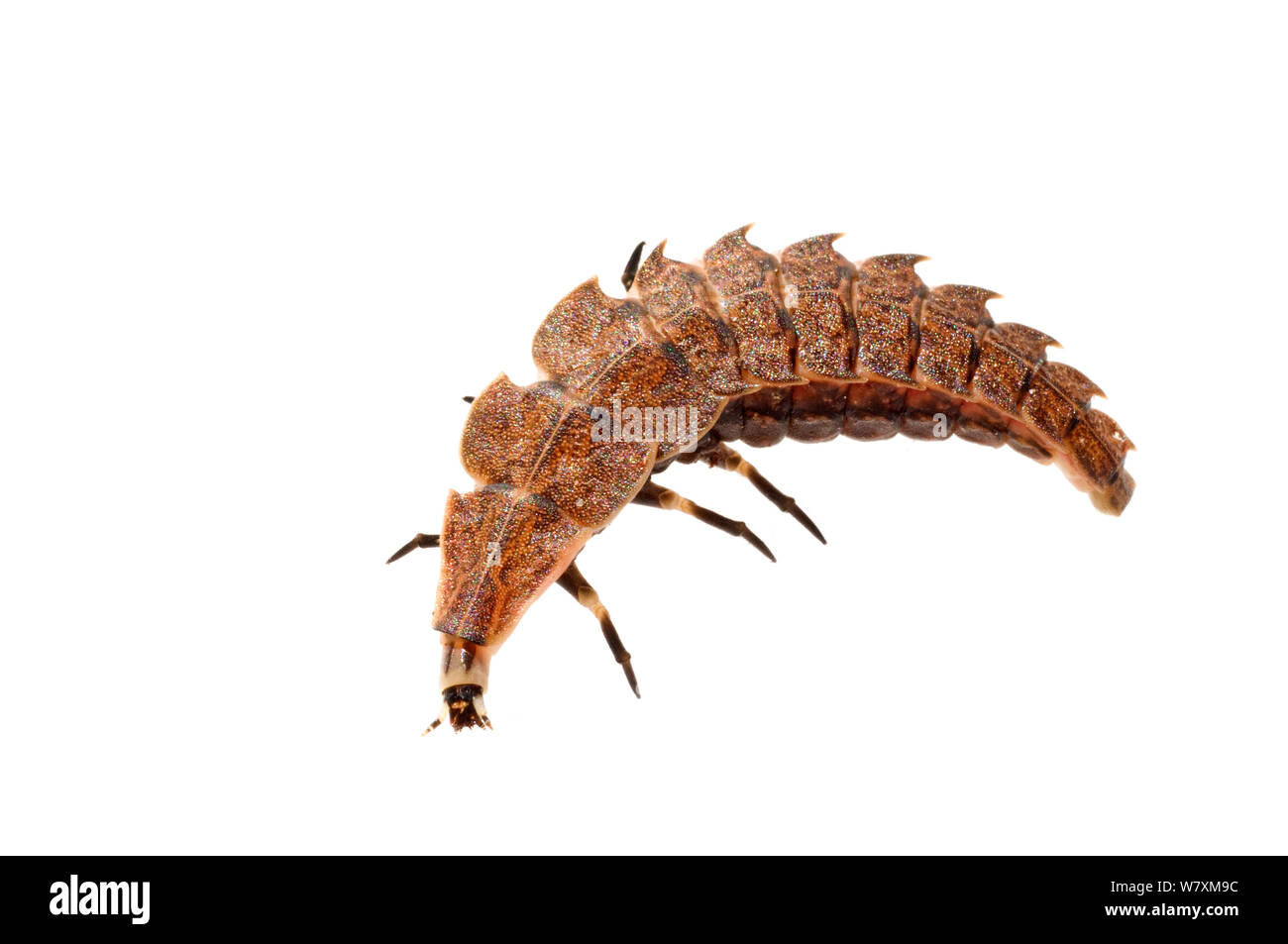 La lucciola (Photinus) larve, Southern Appalachians, Carolina del Sud, Stati Uniti, febbraio. Progetto Meetyourneighbors.net Foto Stock