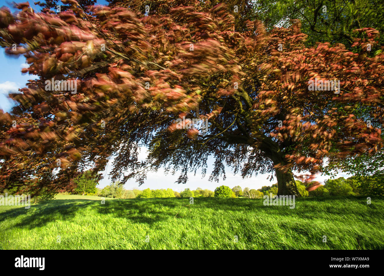 Il rame faggio (Fagus sylvatica) soffia nel vento forte, Hampstead Heath, Londra, Regno Unito, maggio 2013. Foto Stock
