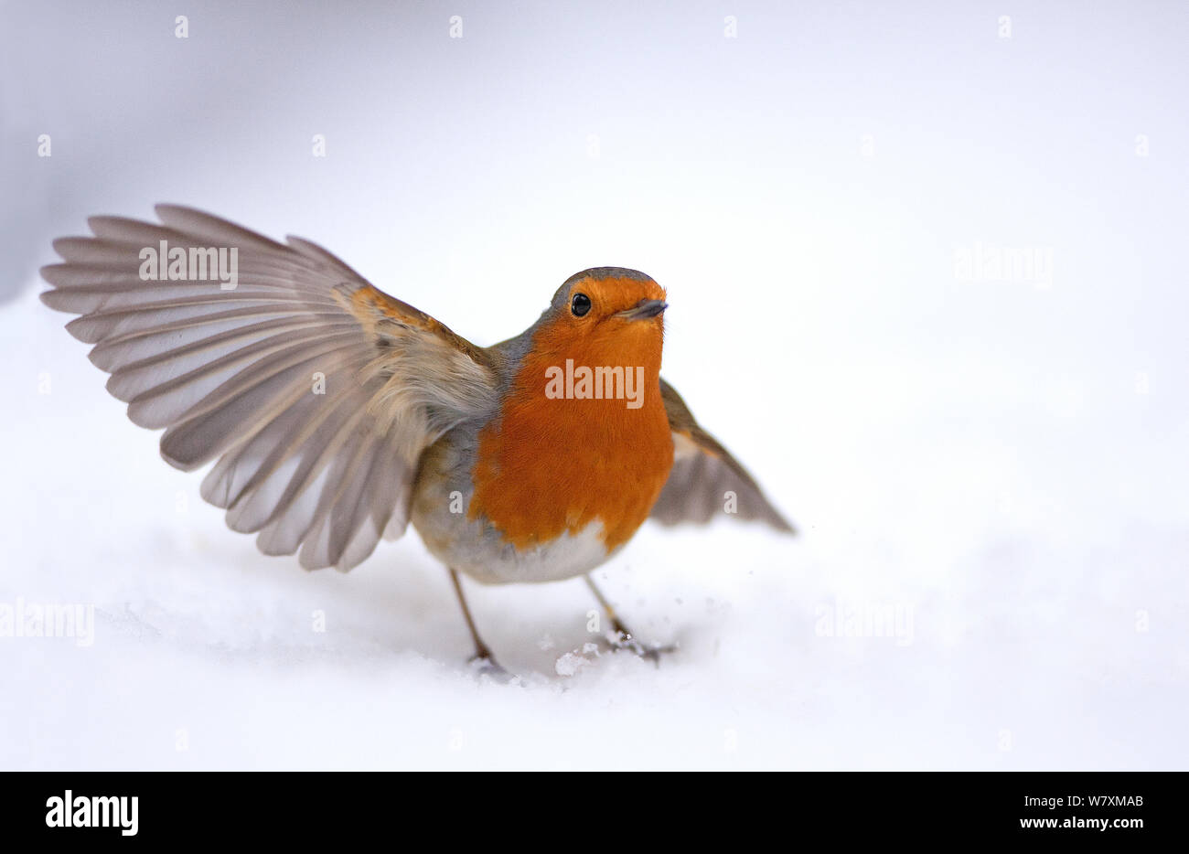 Robin (Erithacus rubecula) prendendo il largo da neve, Hampstead Heath, Londra, UK, Gennaio. Foto Stock