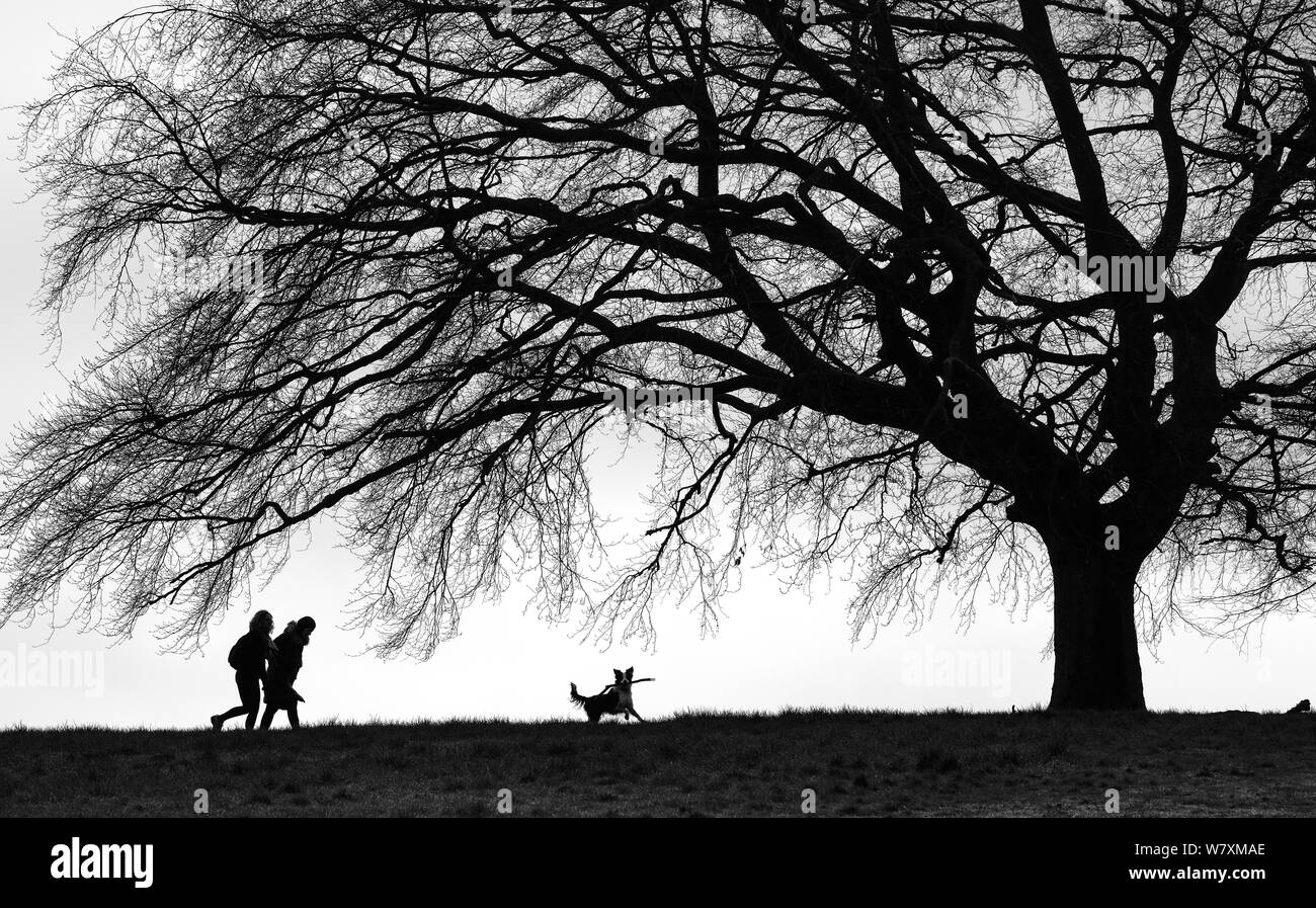 Dog walkers su Hampstead Heath, Londra, Regno Unito, marzo 2014. Foto Stock