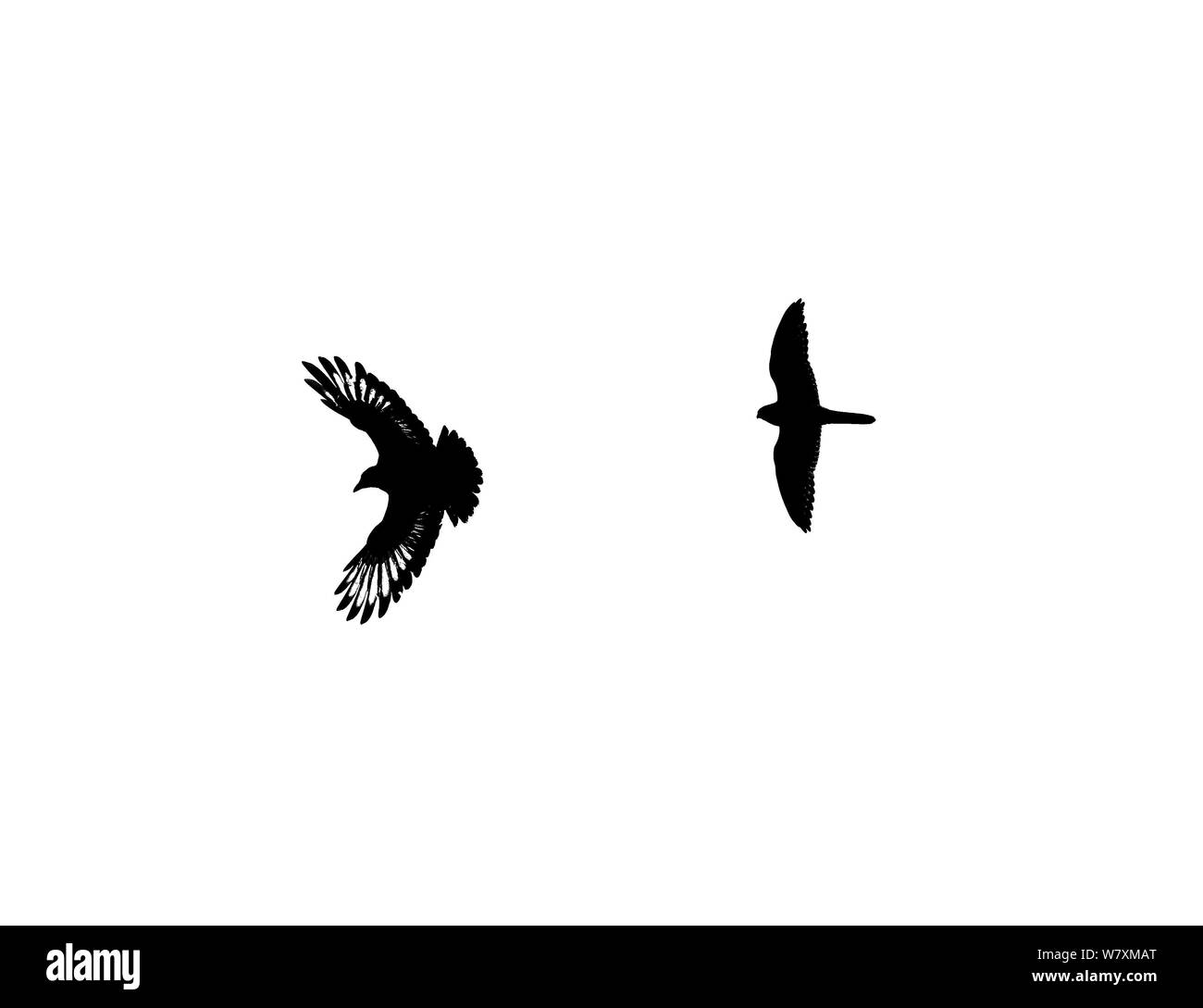 Il Gheppio (Falco tinnunculus) e Carrion crow (Corvus corone) nella battaglia aerea. Hampstead Heath, Londra, Regno Unito, Settembre. Foto Stock