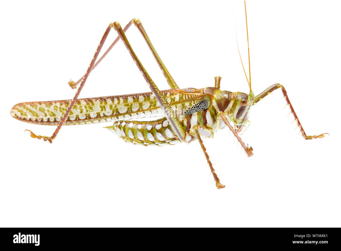 Avvistato Katydid predatori (Chlorobalius leucoviridis) Plutonic miniera d'oro, Meekatharra Shire, Gascoyne Bioregion, Western Australia. Progetto Meetyourneighbtous.net Foto Stock