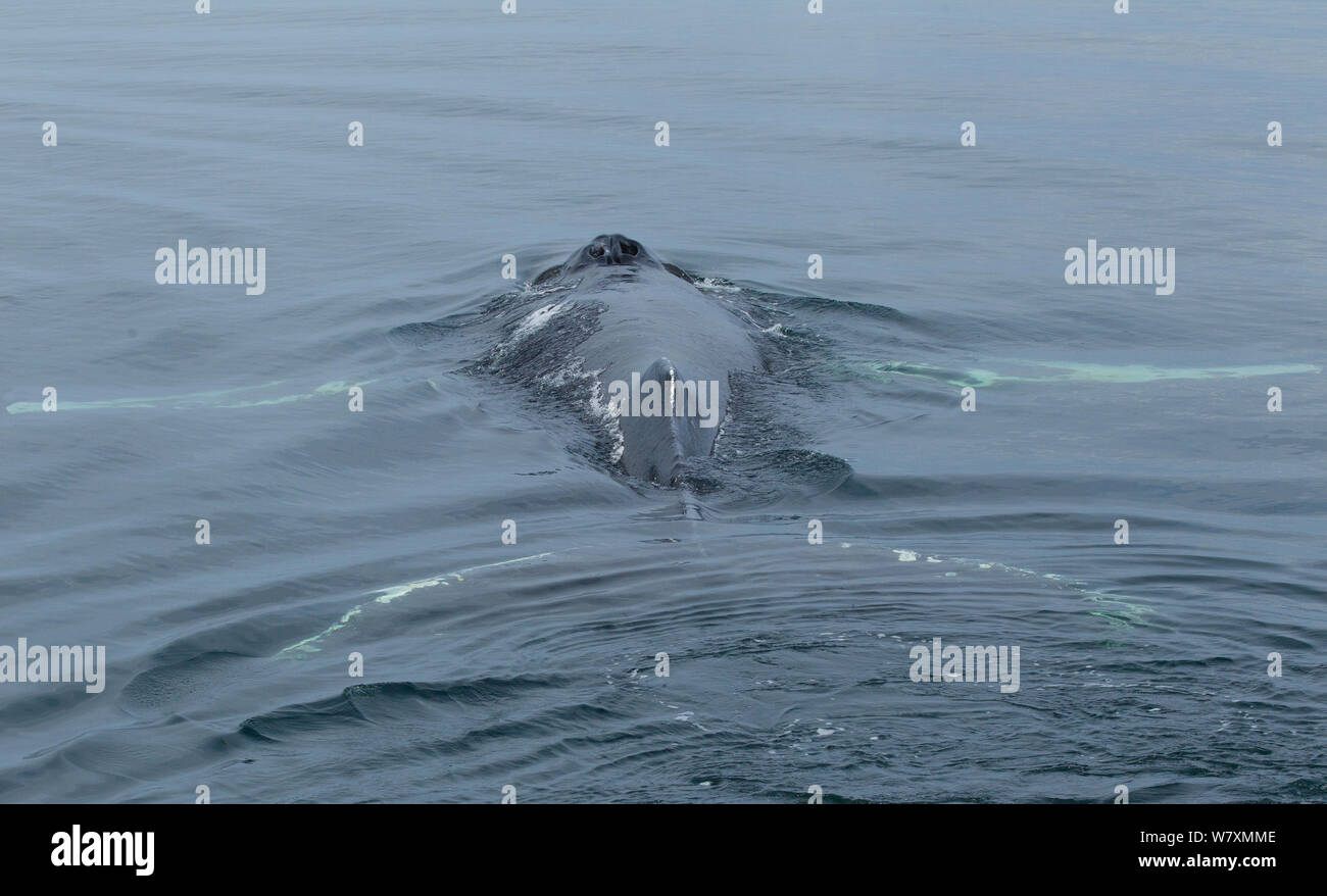 Humpback Whale (Megaptera novaeangliae) vicino alla superficie con passera nera e pinne visibile. Passaggio interno, Federico Suono, Alaska, STATI UNITI D'AMERICA, Agosto. Foto Stock