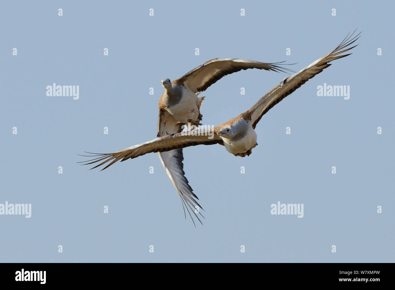 Testa sulla vista di due maschi adulti grande Bustards (Otis tarda) in volo, con l'uccello di piombo chiamando. Parte del progetto di reintroduzione di volatili provenienti da Russia, Salisbury Plain, Wiltshire, Regno Unito, Settembre. Foto Stock