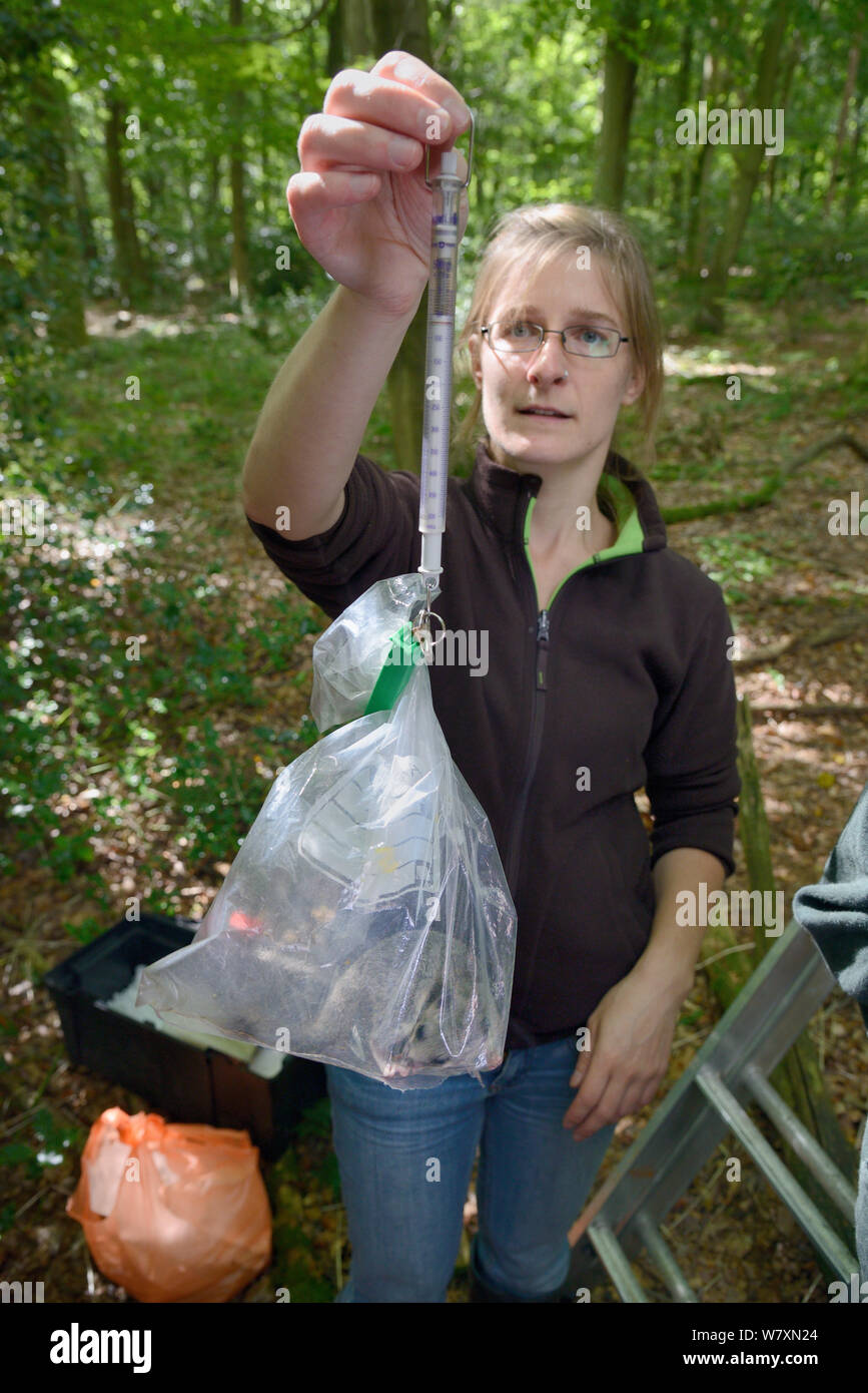 Dani Rozycka del peso di un adulto / commestibili Fat ghiro (Glis glis) in un sacchetto di plastica su di una bilancia a molla. Nel bosco dove questa specie europee è diventato naturalizzato, Buckinghamshire, UK, Agosto. Modello rilasciato. Foto Stock Dani Rozycka del peso di un adulto / commestibili Fat ghiro (Glis glis) in un sacchetto di plastica su di una bilancia a molla. Nel bosco dove questa specie europee è diventato naturalizzato, Buckinghamshire, UK, Agosto. Modello rilasciato. Foto Stock